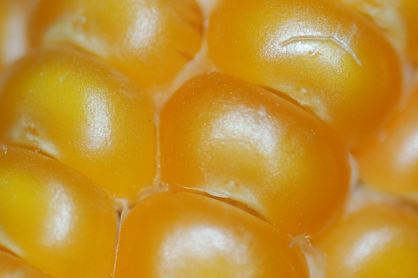 Scatti in libert�.