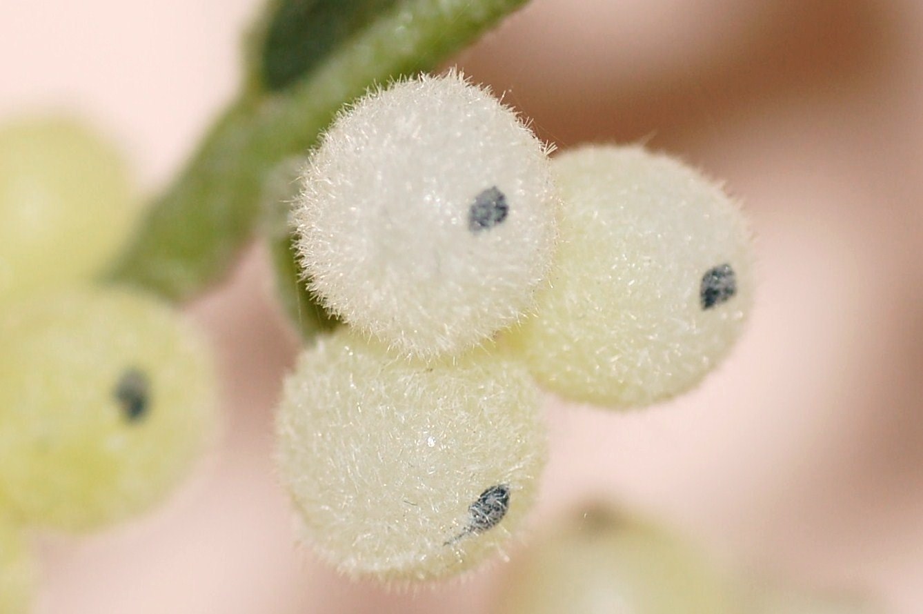 Scatti in libert�.