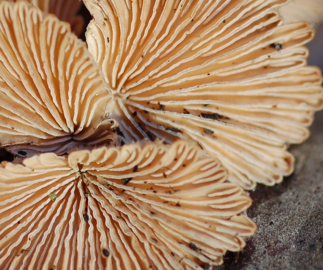 Scatti in libert�.