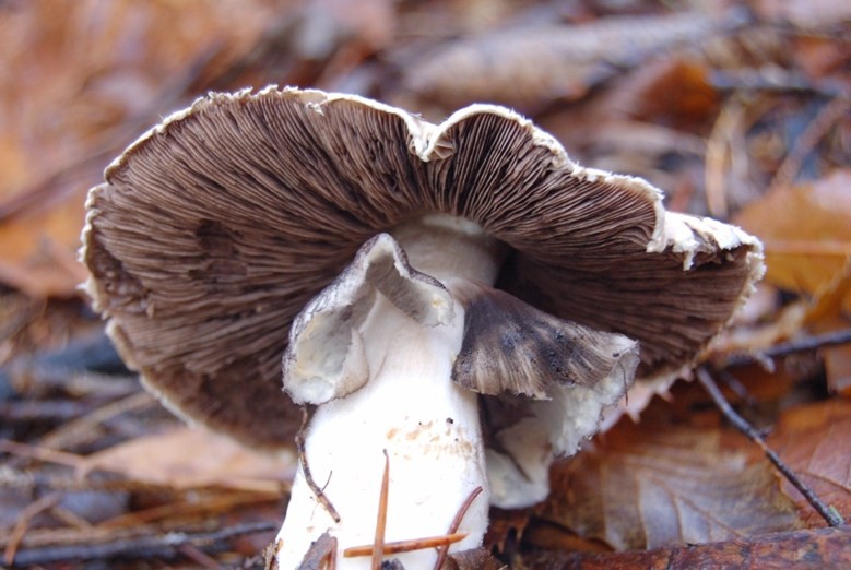 Agaricus che si � sporato addosso.