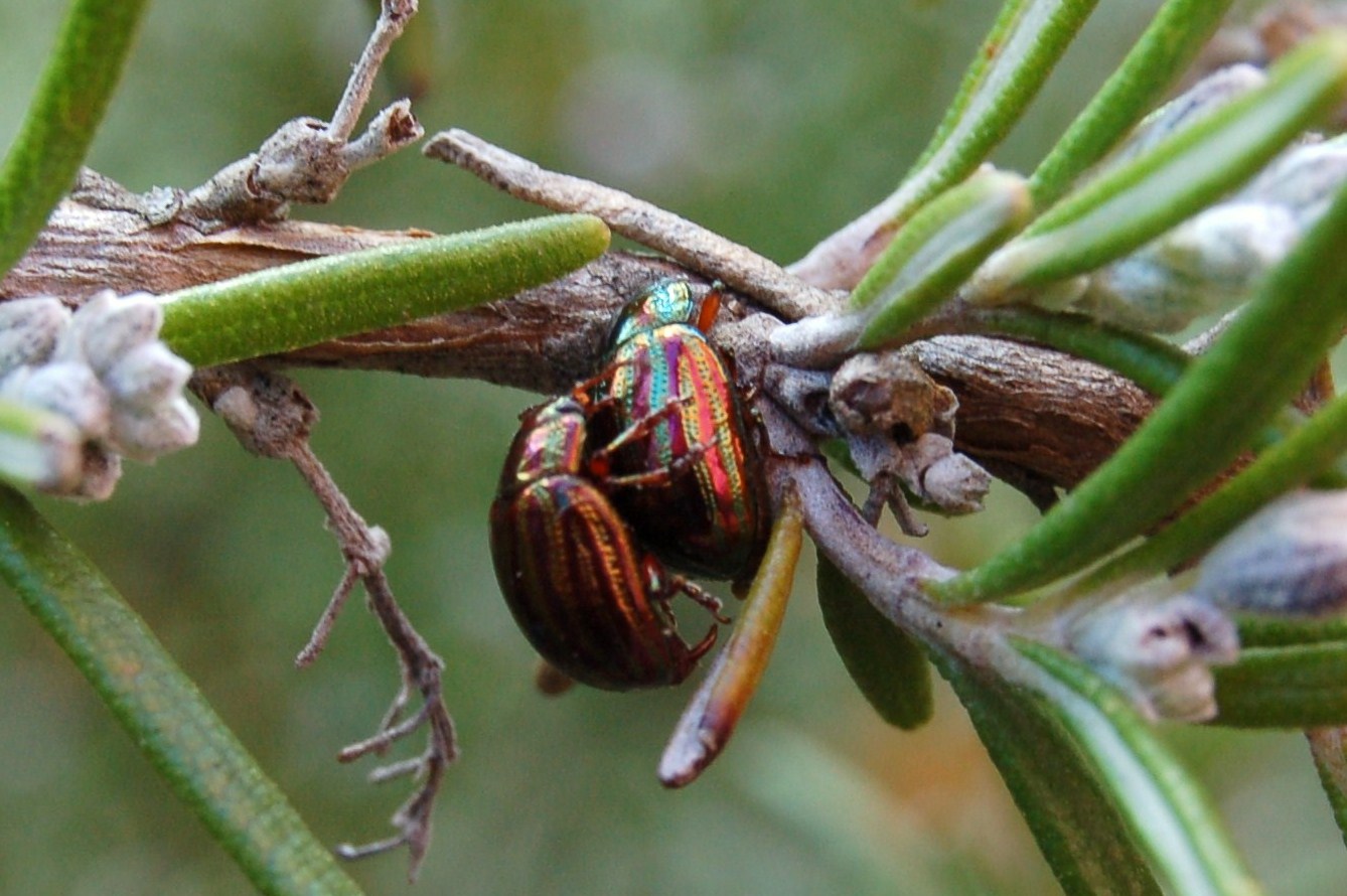 Coleotteri indaffarati...piacevolmente