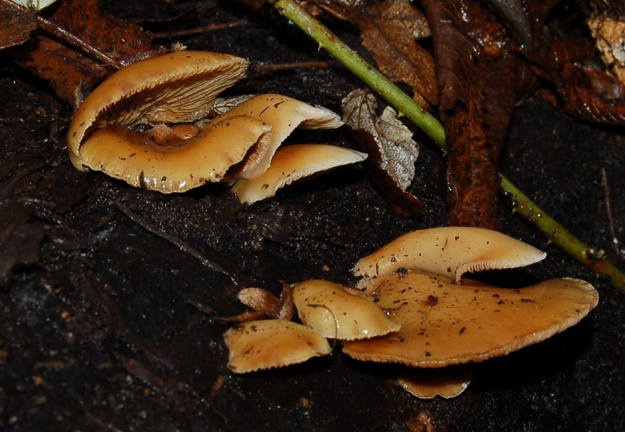 Crepidotus del 15.01.08