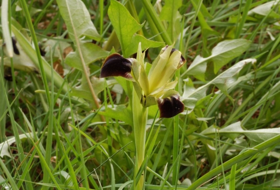 Iris tuberosa / Bellavedova