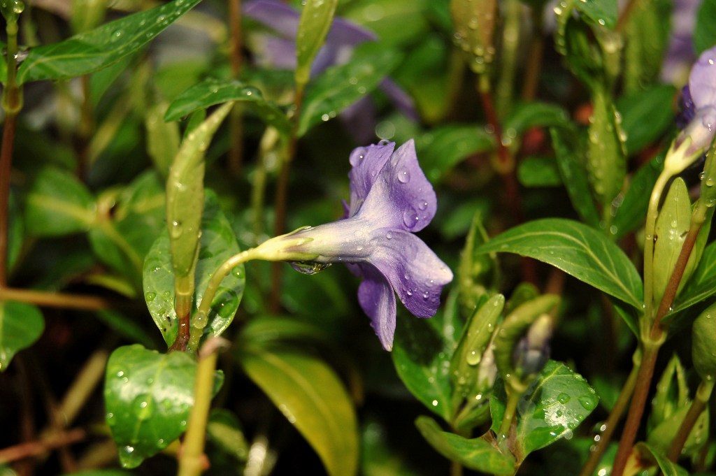 Vinca minor / Pervinca minore