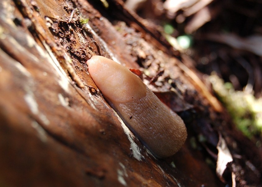 Due specie di Limax da Castelnuovo di Garfagnana (LU)