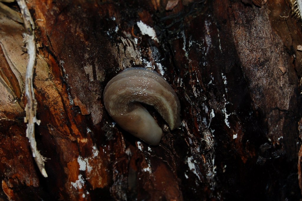 Due specie di Limax da Castelnuovo di Garfagnana (LU)