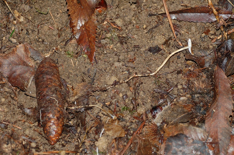 Forse Entoloma? (cfr. Entoloma hirtipes)
