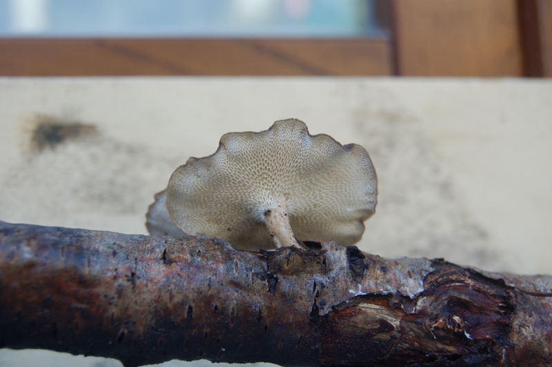 Quale Polyporus?