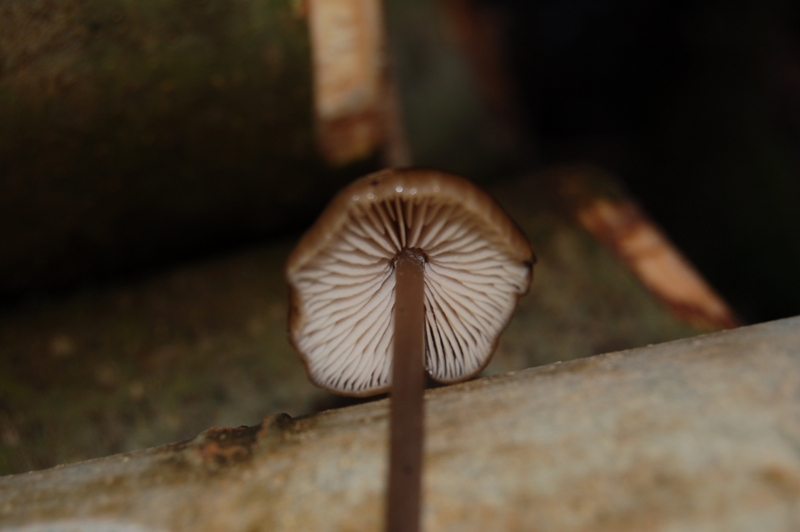 Forse Entoloma? (cfr. Entoloma hirtipes)