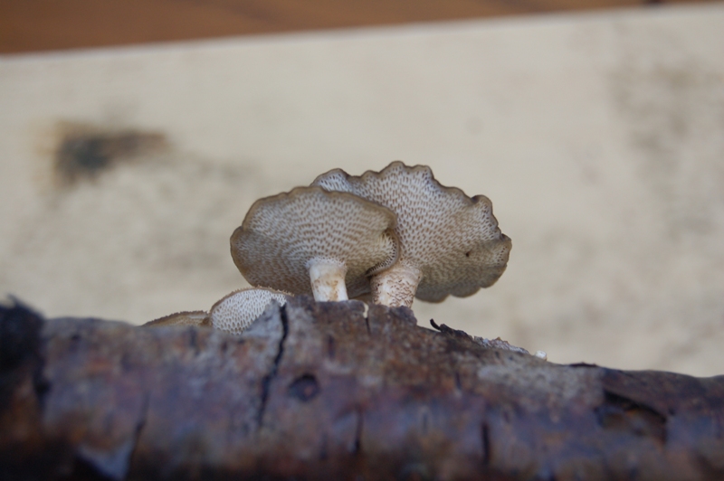 Quale Polyporus?