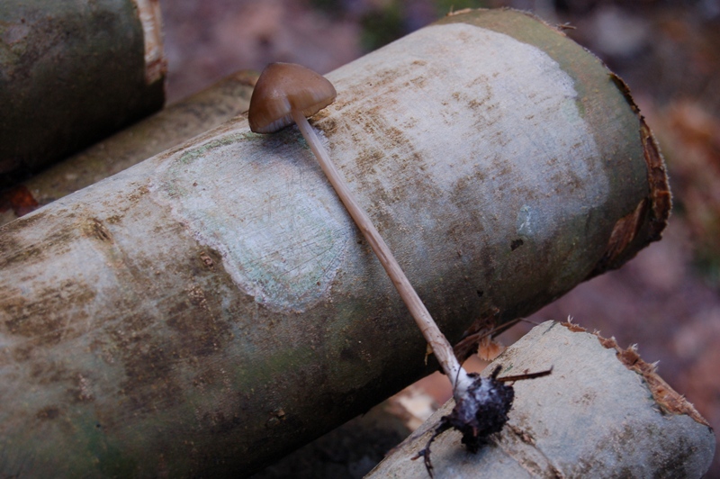 Forse Entoloma? (cfr. Entoloma hirtipes)