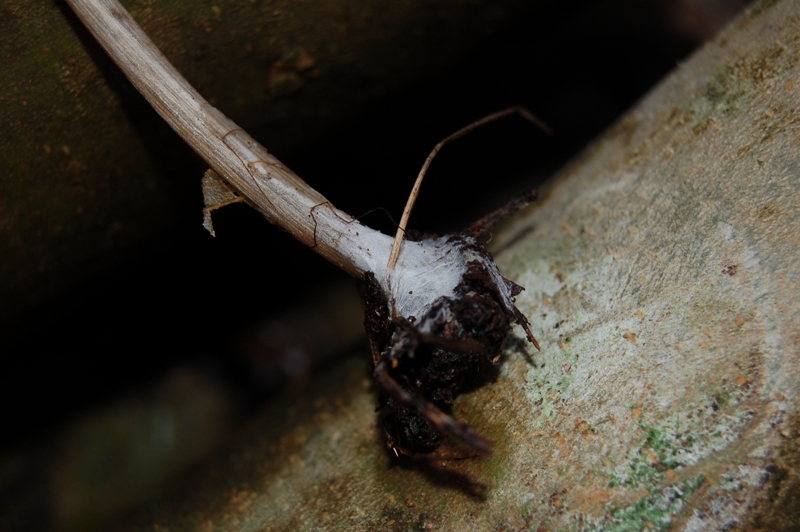 Forse Entoloma? (cfr. Entoloma hirtipes)