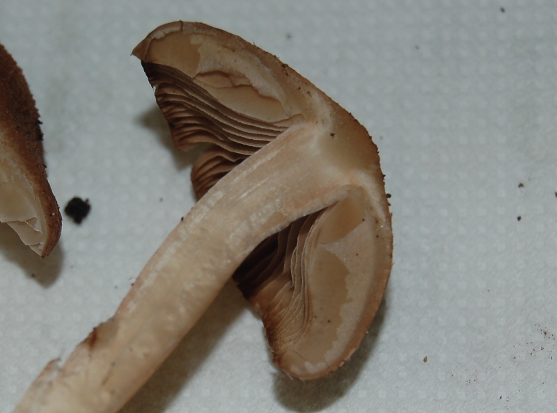 Inocybe?