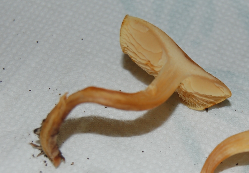 Nel mio giardino...determiniamolo. (Gymnopilus penetrans?)