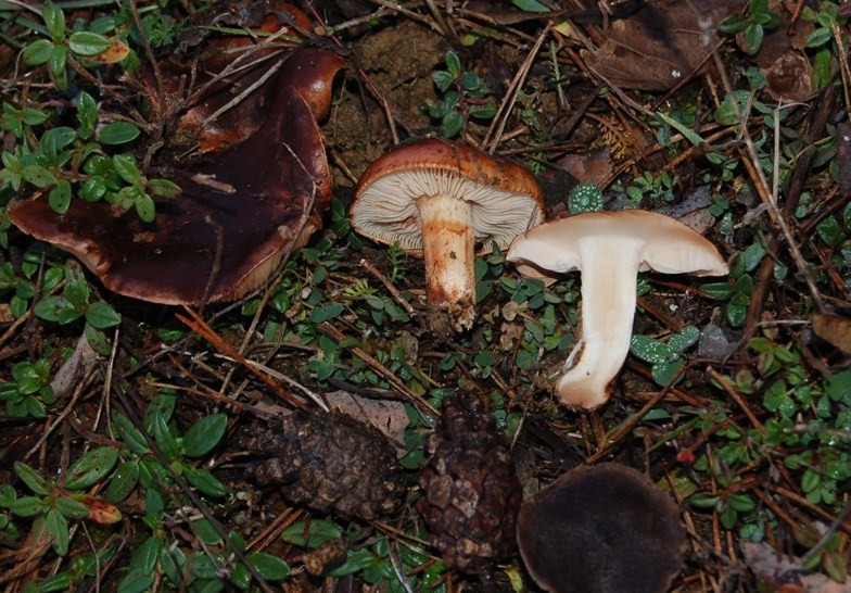 Tricholoma pessundatum...?