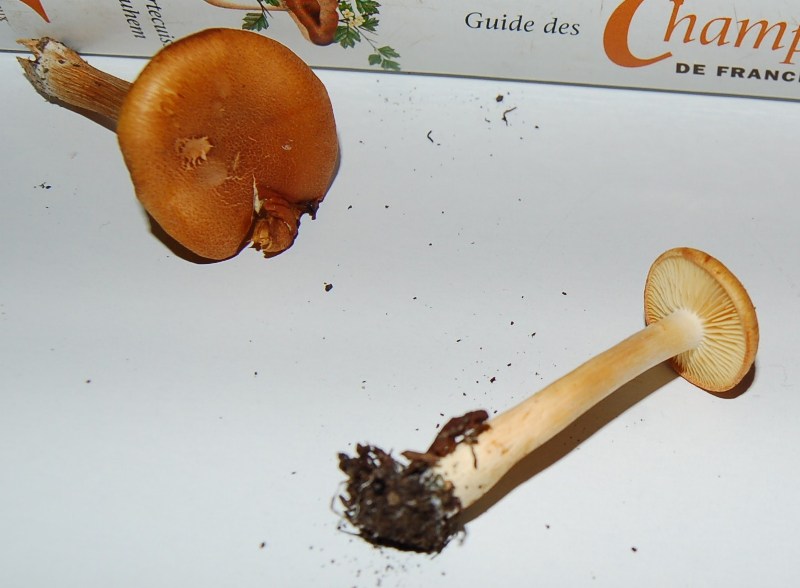 Nel mio giardino...determiniamolo. (Gymnopilus penetrans?)