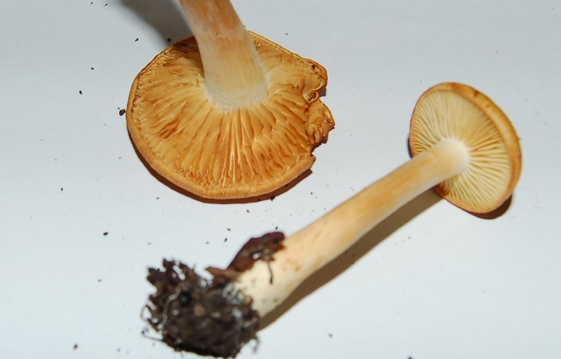 Nel mio giardino...determiniamolo. (Gymnopilus penetrans?)