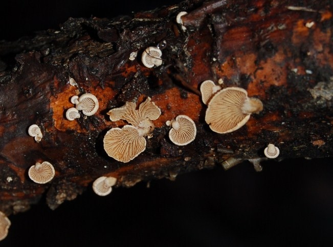 Su ramo marcescente.