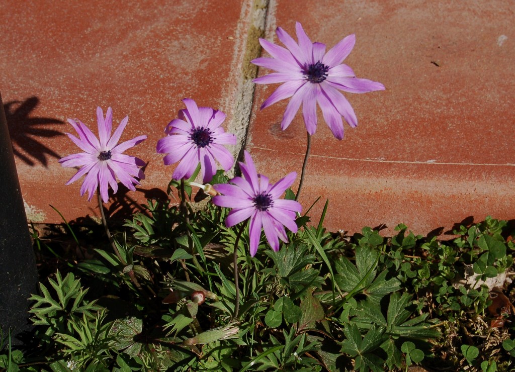 Anemone hortensis / Anemone fior di stella