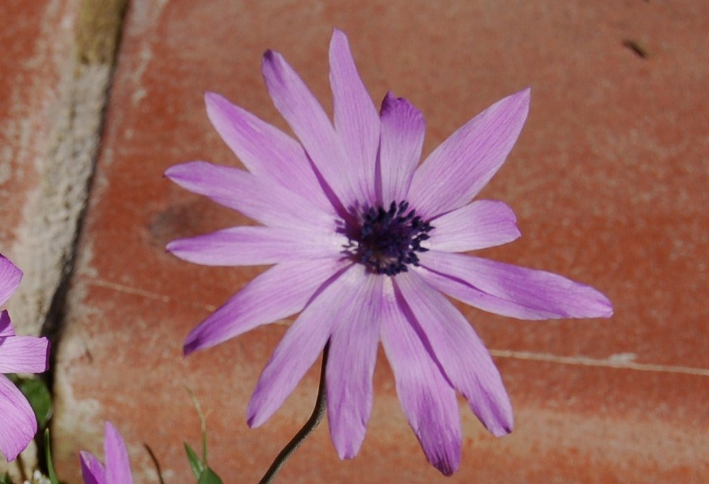 Anemone hortensis / Anemone fior di stella