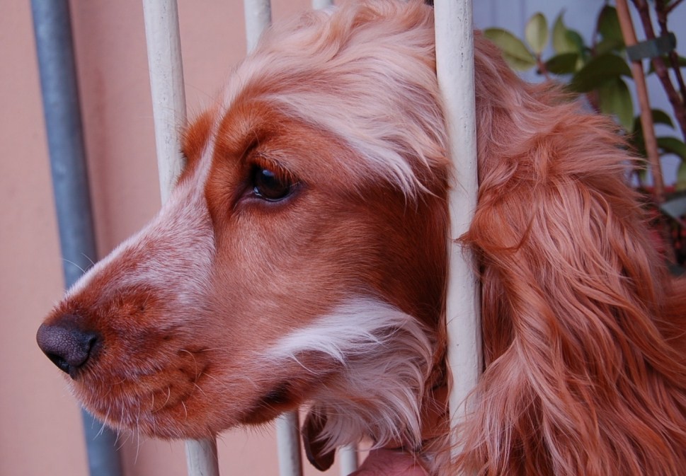 Qui ci sono troppi gatti, apriamo una discussione cani