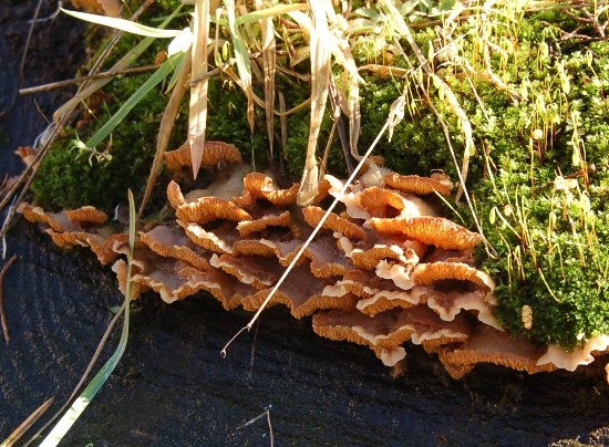 Su ceppa di pino (Phlebia tremellosa)