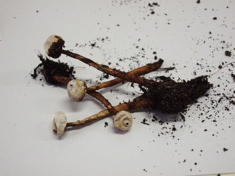 Tulostoma sp.?