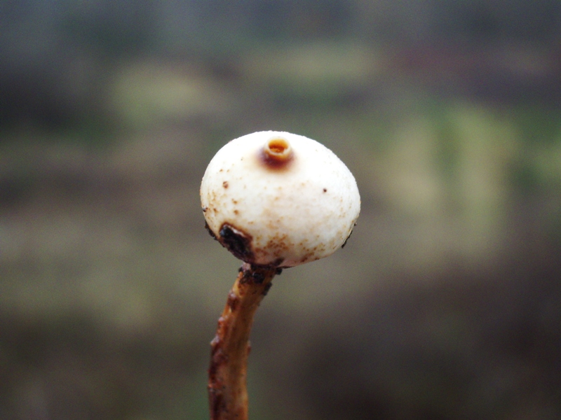 Tulostoma sp.?