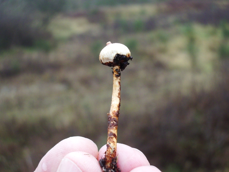 Tulostoma sp.?