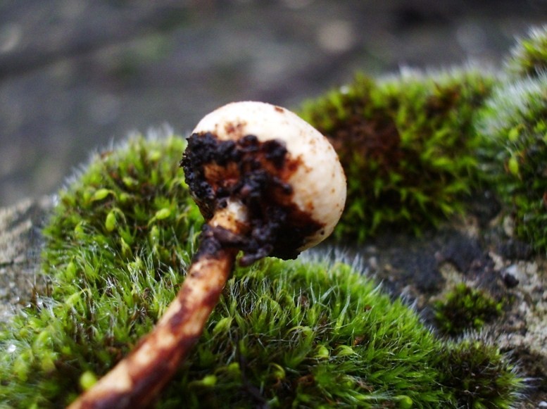 Tulostoma sp.?
