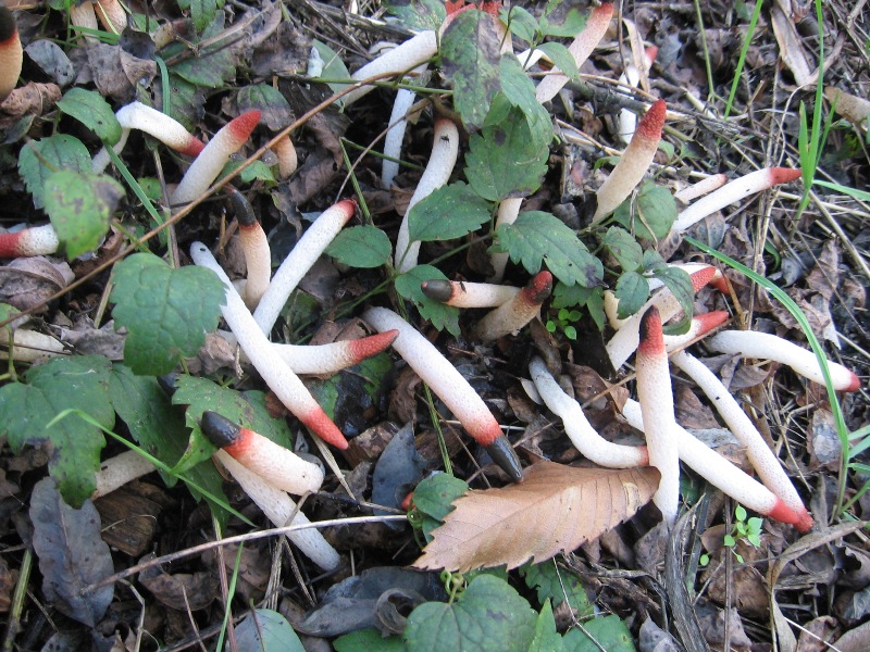 Mutinus caninus