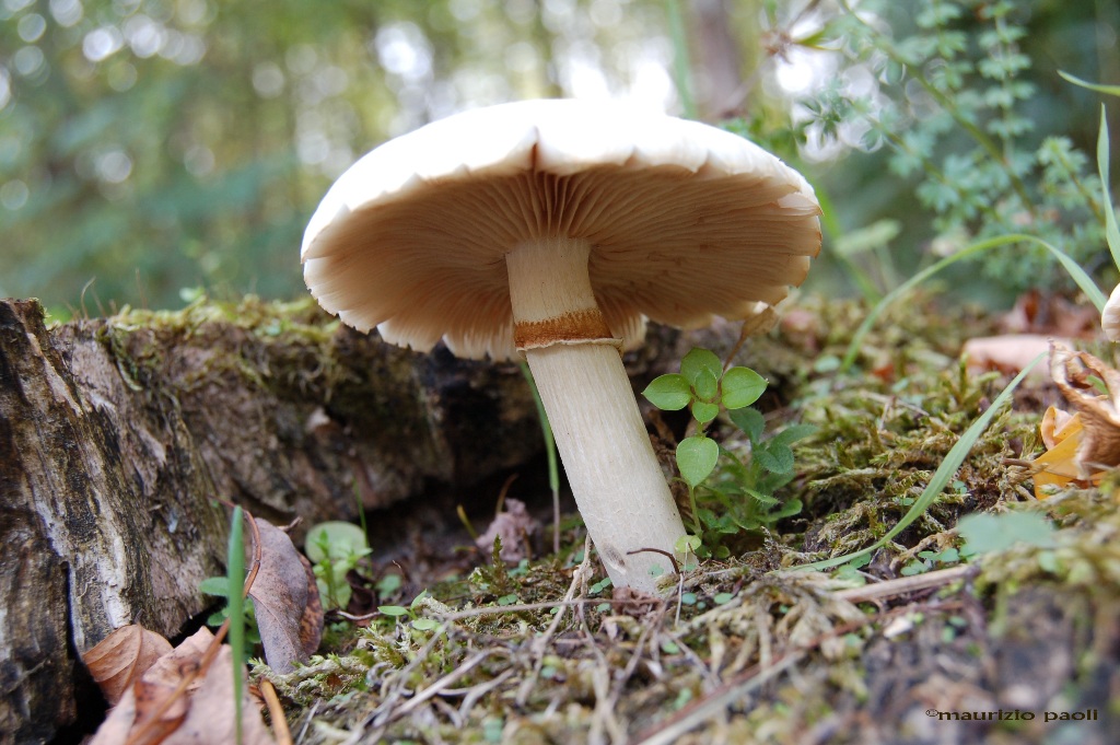 Funghi della bella stagione