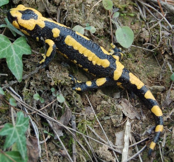 Salamandra all''asciutto - Salamandra salamandra gigliolii