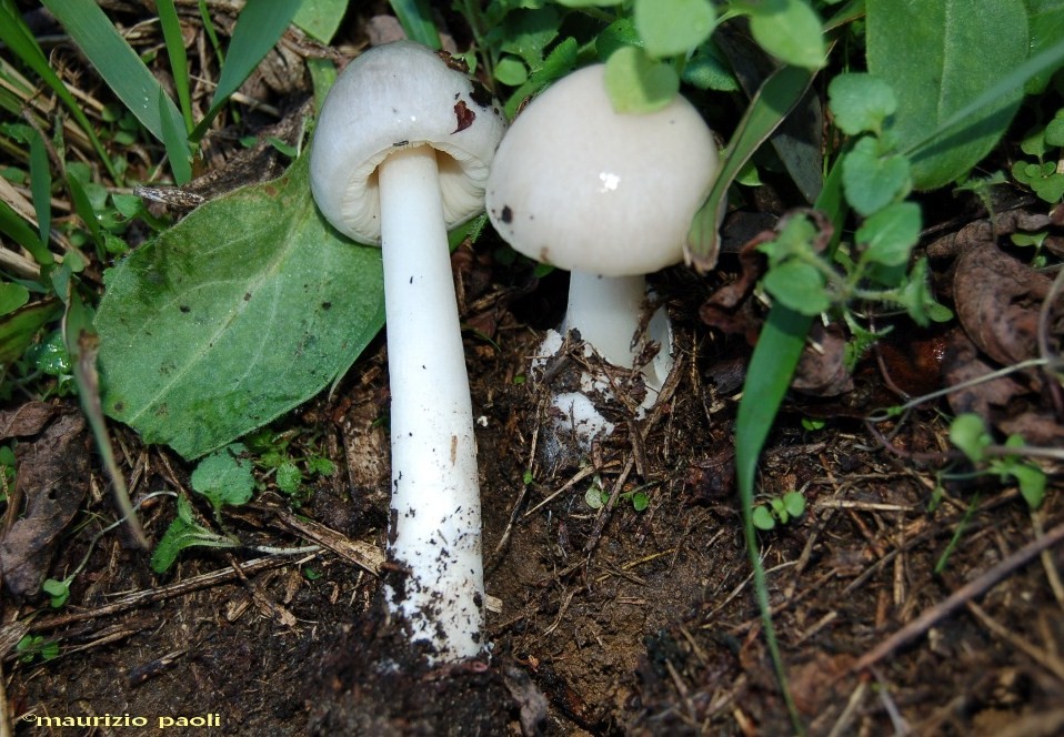 Funghi della bella stagione