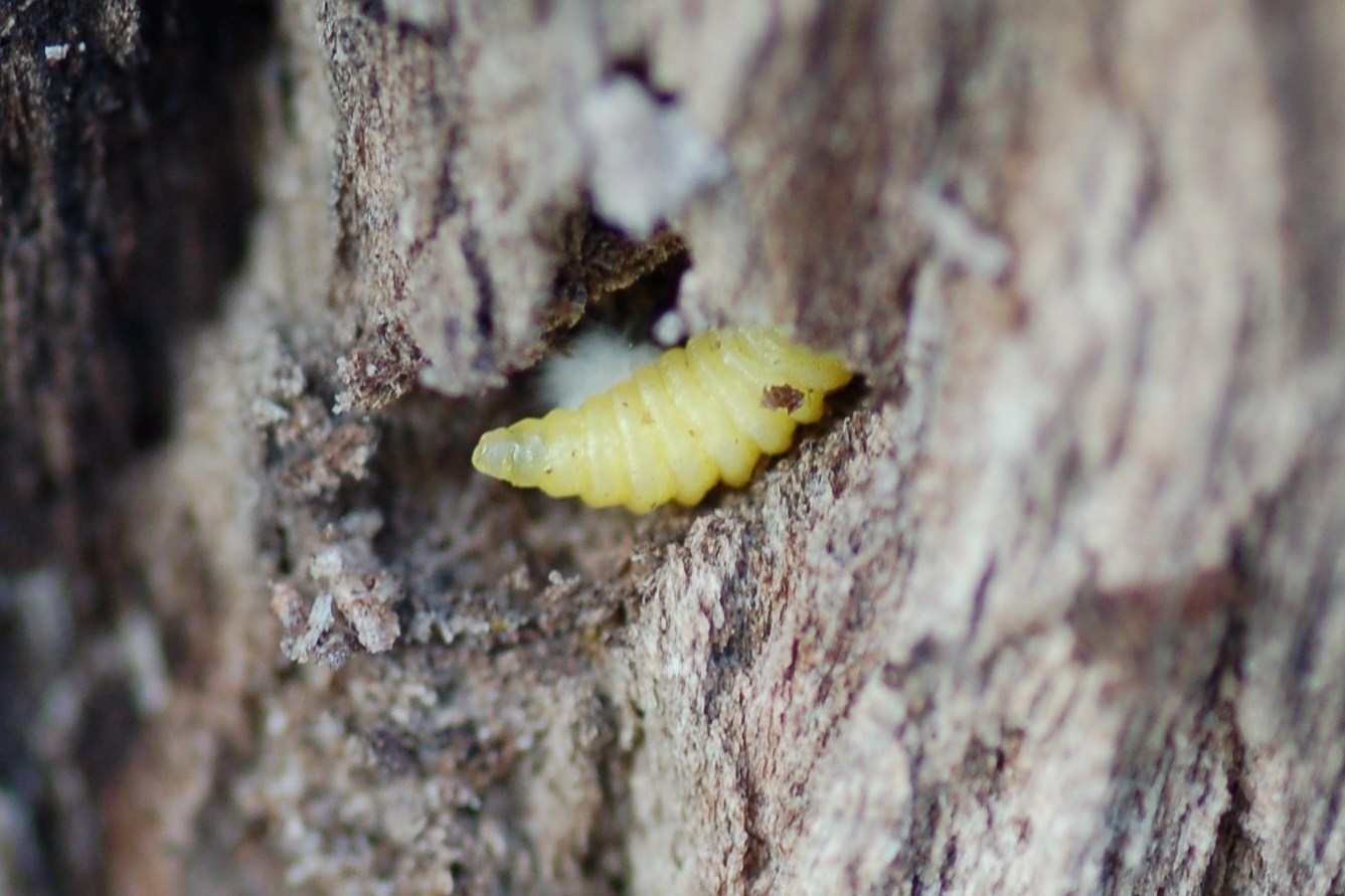 larva (eopupa) nel tronco di un melo