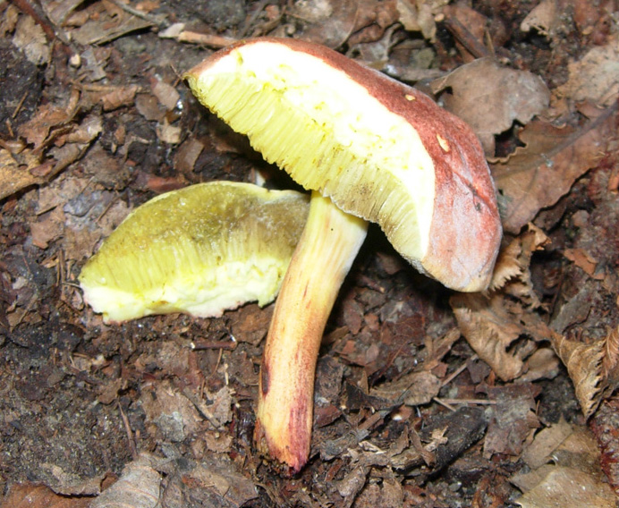 Xerocomus ferrugineus?  Lepiota sp?