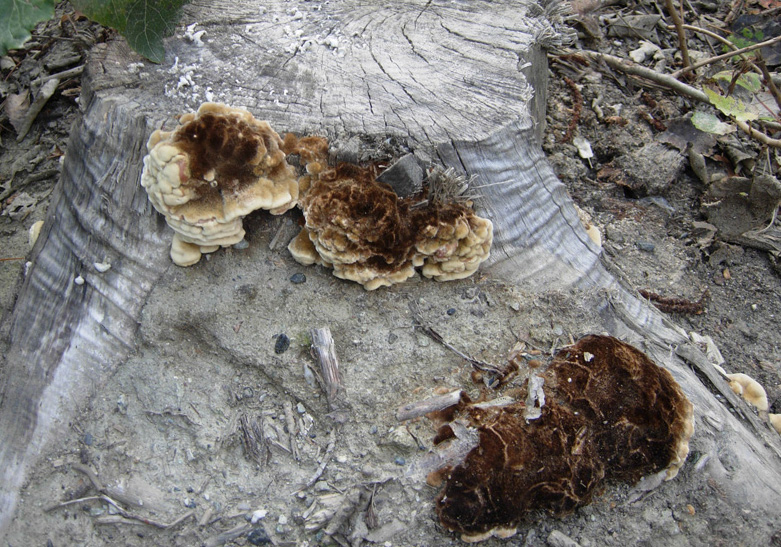 Phellinus sp ? (Funalia trogii)
