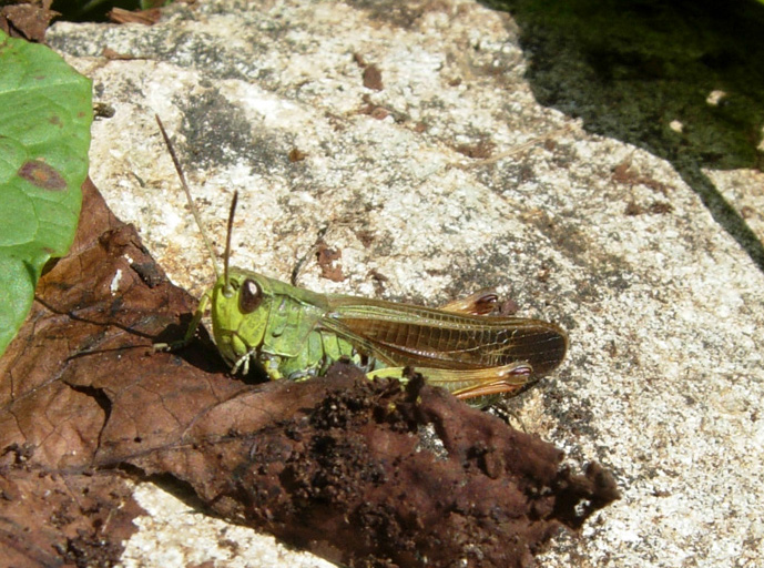 Tutti Stauroderus scalaris