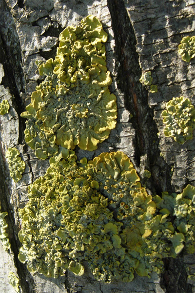 Da Creta: Xanthoria sp e Parmelia sp?