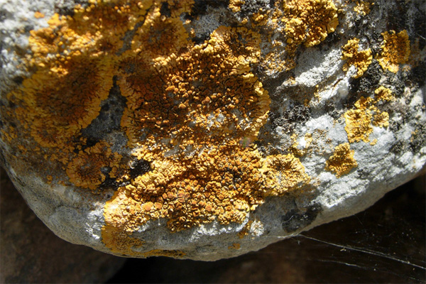 Da Creta: Xanthoria sp e Parmelia sp?