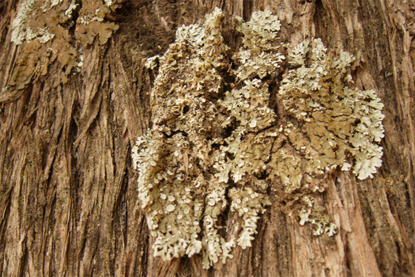 Da Creta: Xanthoria sp e Parmelia sp?