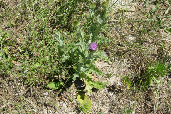 Fiori spinosi - Onopordum sp. e Cirsium vulgare