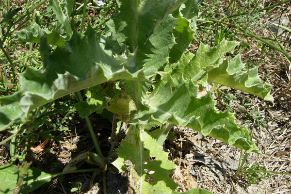 Fiori spinosi - Onopordum sp. e Cirsium vulgare