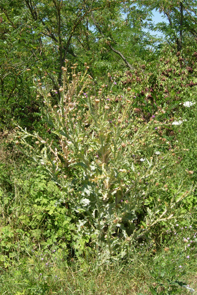 Fiori spinosi - Onopordum sp. e Cirsium vulgare
