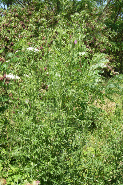 Fiori spinosi - Onopordum sp. e Cirsium vulgare