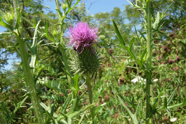 Fiori spinosi - Onopordum sp. e Cirsium vulgare
