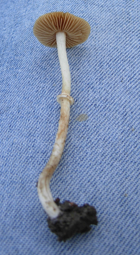 Funghi... e la mia prima micro!