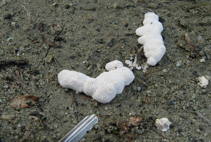 Che funghi saranno?