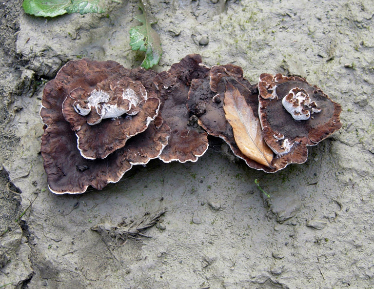 Che funghi saranno?