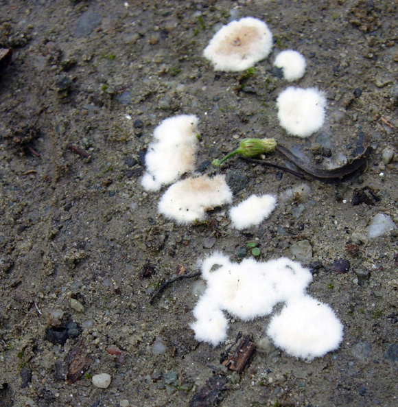 Che funghi saranno?